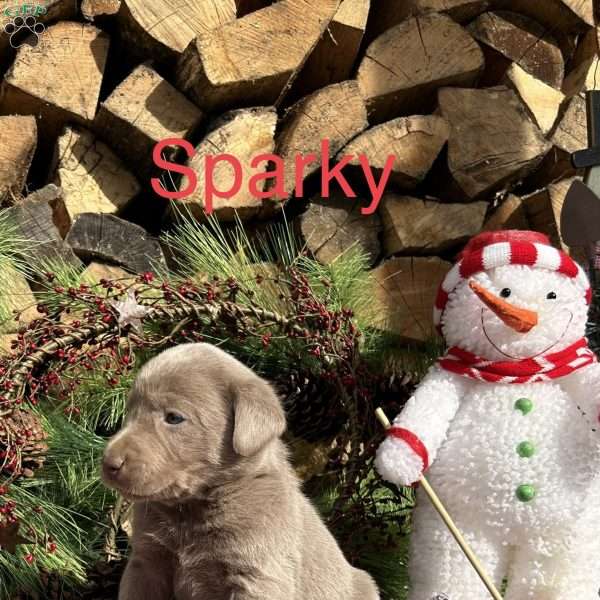 Sparky, Silver Labrador Retriever Puppy
